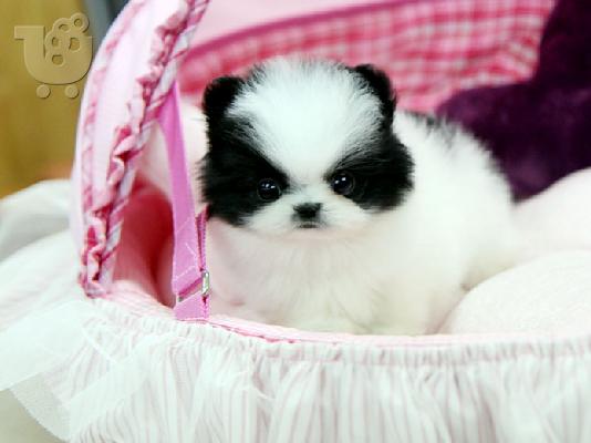 Pomeranian Puppies - Ready now